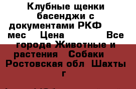 Клубные щенки басенджи с документами РКФ - 2,5 мес. › Цена ­ 20 000 - Все города Животные и растения » Собаки   . Ростовская обл.,Шахты г.